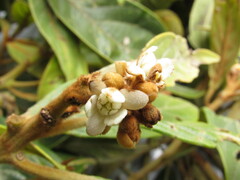 Nectandra