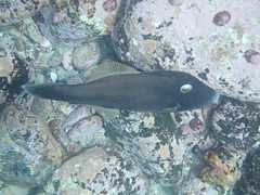 Eubalichthys bucephalus