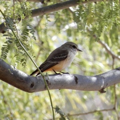 Pyrocephalus rubinus