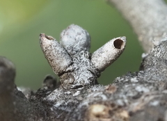 Disholcaspis cinerosa