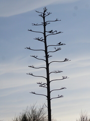 Agave americana