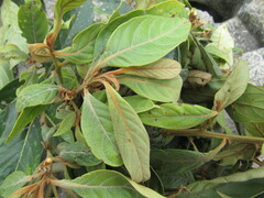 Nectandra