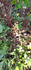 Arctostaphylos tomentosa