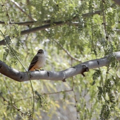 Pyrocephalus rubinus