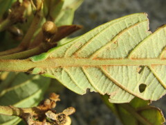 Nectandra