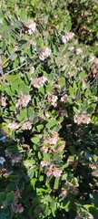 Arctostaphylos tomentosa