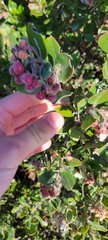Arctostaphylos tomentosa