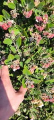 Arctostaphylos tomentosa