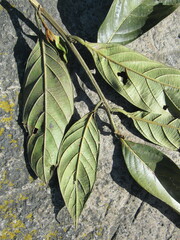 Nectandra