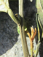 Nectandra