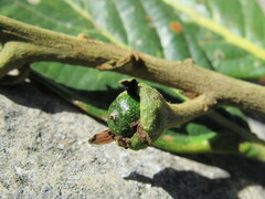 Nectandra