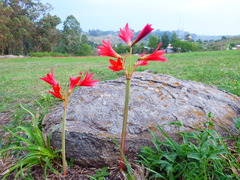 Zephyranthes bifida