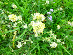 Gomphrena perennis