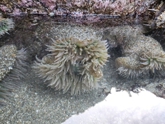 Anthopleura xanthogrammica