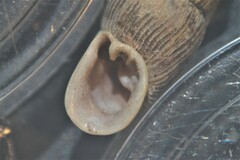 Macrogastra attenuata