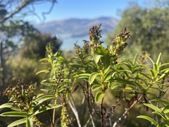 Veronica strictissima