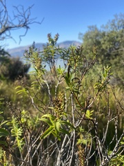 Veronica strictissima