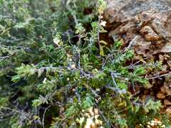 Micromeria hyssopifolia