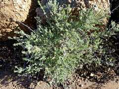 Micromeria hyssopifolia