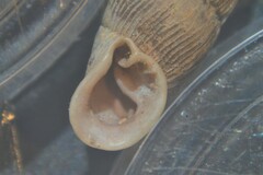 Macrogastra attenuata