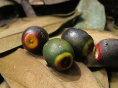 Ocotea caesariata