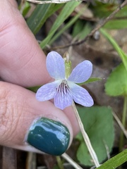 Viola floridana