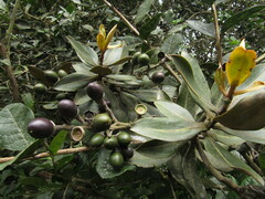 Ocotea caesariata