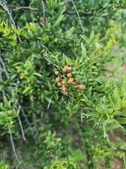 Gymnosporia buxifolia