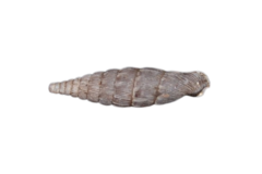 Laciniaria plicata