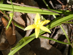Hypoxis curtissii