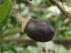 Ocotea caesariata