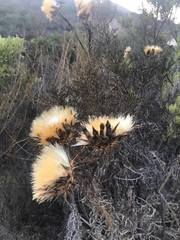 Cynara cardunculus
