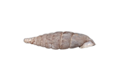Laciniaria plicata