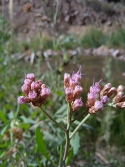 Tessaria absinthioides