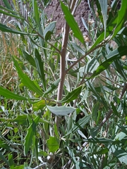 Tessaria absinthioides