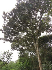 Ocotea caesariata