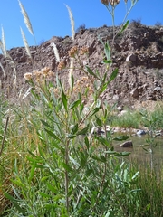 Tessaria absinthioides