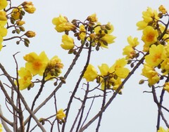 Cochlospermum vitifolium