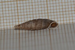 Laciniaria plicata