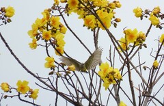 Cochlospermum vitifolium