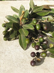 Ocotea caesariata