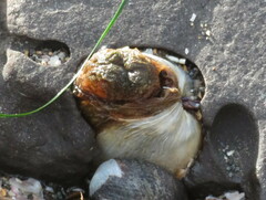 Platyodon cancellatus