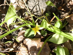 Hypoxis curtissii