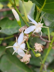 Ixoroideae