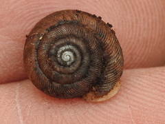 Triodopsis hopetonensis