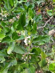 Ixoroideae
