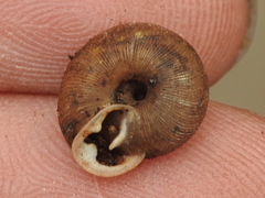 Triodopsis hopetonensis