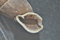 Laciniaria plicata