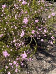 Lythrum californicum