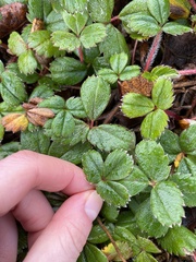 Fragaria chiloensis